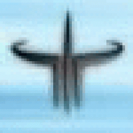 Raymondacibe