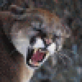 KwoerjCoora