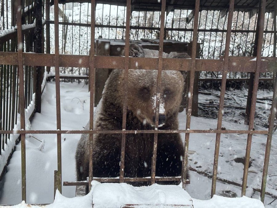 Во Всеволожском районе спасли медведицу